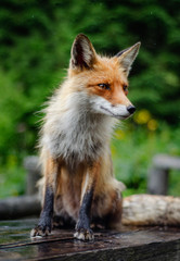 Naklejka na ściany i meble fox in the wild , fox portrait