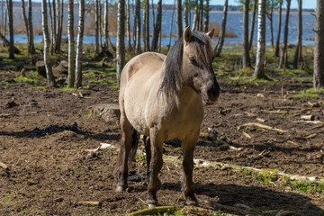 Konik horse in Engures dabas park
