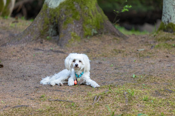Chinese crested powderpuff dog