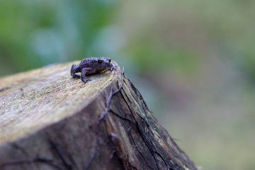 Frog on a wooden stomp