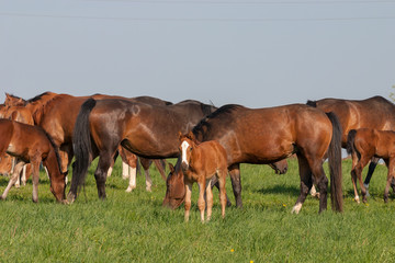 Fototapeta premium Horses on a first day of spring