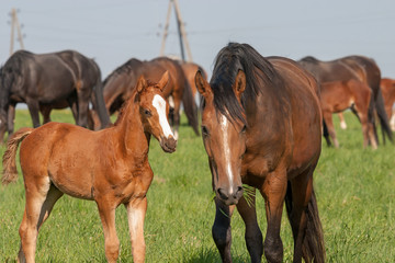 Obraz premium Horses on a first day of spring