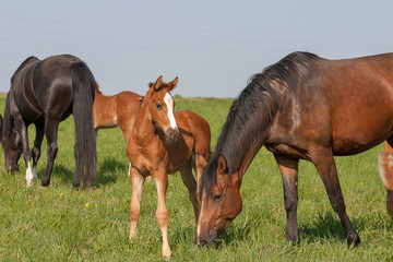 Fototapeta na wymiar Horses on a first day of spring