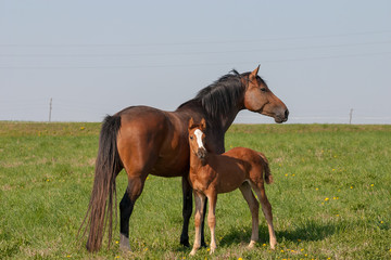 Horses on a first day of spring