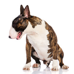 Bullterrier Dog  Isolated  on white Background in studio