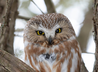 Saw-whet owl with eyes wide open roosting in a cedar tree in winter in Canada 