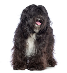Tibetan Terrier  Dog  Isolated  on White Background in studio
