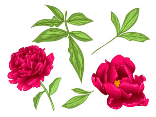 Vector Red Peony floral botanical flower. Red and green engraved ink art. Isolated peony illustration element.