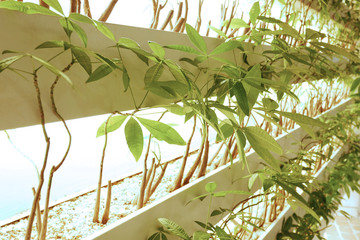 観葉植物、パキラ、展示