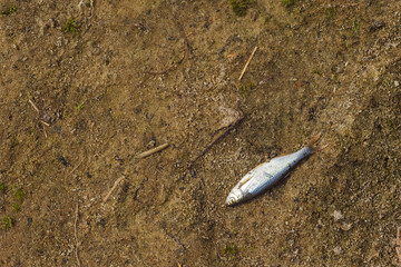 The dead fish is on the shore. Top view