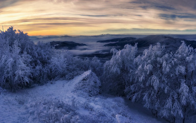 winter forest , landscape views 