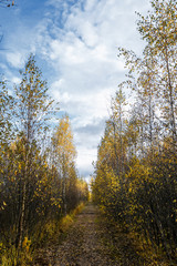 Fototapeta premium Beautiful autumn leaves trees with fine art look. colorful soft autumn landscape background. seasonal theme. Autumn fall tone in diffused light.