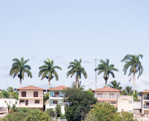Fototapeta na wymiar Five tall palm trees standing high over a residential center and a aquapark in the Espirito Santo State near the city of Vitoria in Brazil