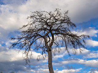  Dry tree in a village of Spain