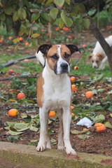 Medium shot of a stray tan dog in a field