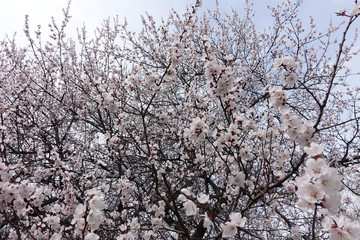 Lots of white flowers on branches of apricot tree in spring