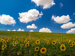 Obraz premium OLYMPUS DIGITAL CAMERA