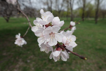 Simple white flowers of apricot tree in spring