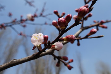 Twig of apricot tree with flower and buds against blue sky