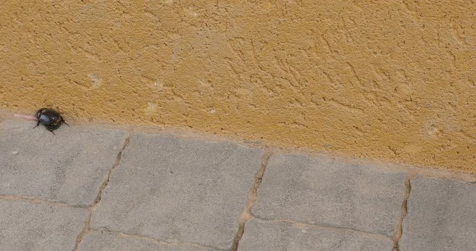 Wounded black beetle crawls away yellow wall after fighting ants