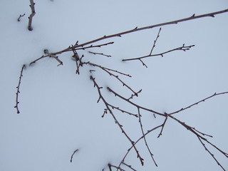 Winter. Twigs of plants under the snow.