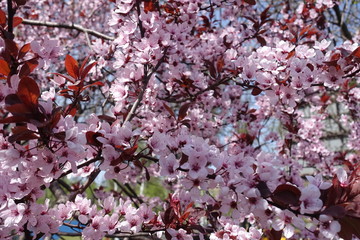 A lot of pink flowers of Prunus pissardii in spring