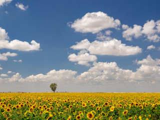  Field of sunflowers to make oil, in the autonomy of castile and lion in Spain
