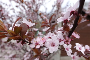 Close view of blossoming branch of Prunus pissardii in spring