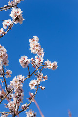 almond flowers blue  sky spring  season buds bees