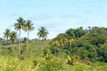 Naklejka premium Brazilian atlantic forest landscape in the Espirito Santo state during a road trip, palm trees everywhere
