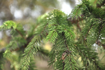 Beautiful spruce tree needles and twigs at soft bokeh background.