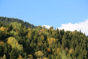 Colorful Trees in Autumn Season. artvin/savsat