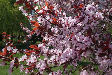 Crown of Prunus pissardii in spring with pink flowers and red leaves