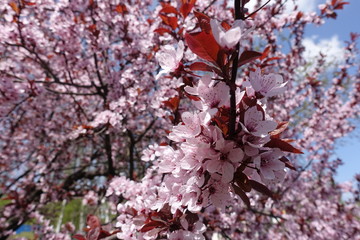 Flowers covering branch of Prunus pissardii in spring