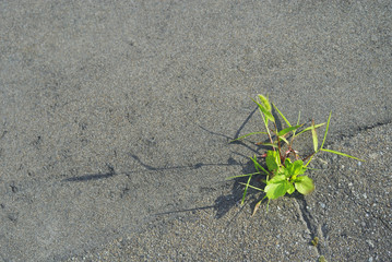 草　アスファルト　素材