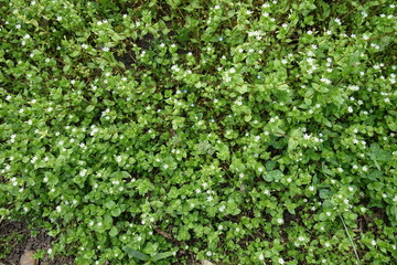Fototapeta na wymiar Small white flowers of chickweed and blue flowers of speedwell in spring