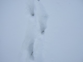 Animal tracks in the fluffy snow. Winter.