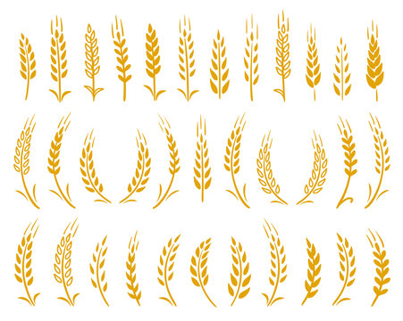 hand drawn set of yellow wheat ears icons