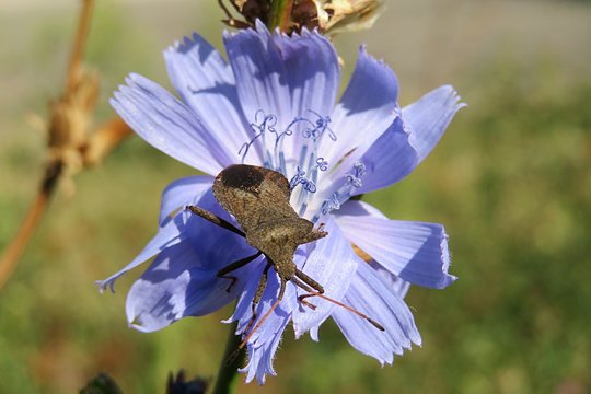 Brown Coreus marginatus beetle on a chicory flower in the meadow, closeup
