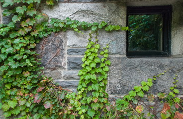 ivy covered granite wall with small window
