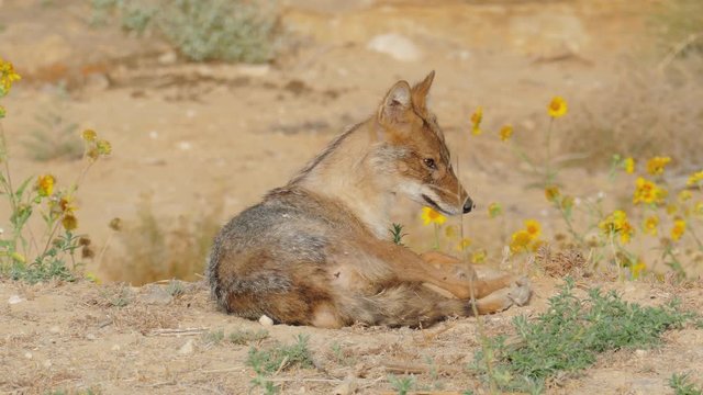 Young jackal lies front of a blossoming field