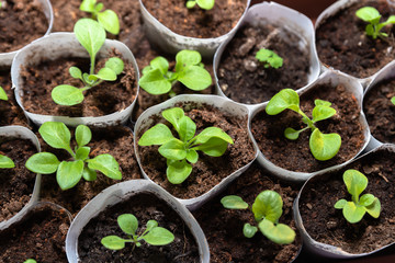 Seedlings grow in separate containers.