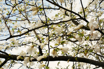 Beautiful blooming white magnolia trees in Riga city park, Latvia. European flora.