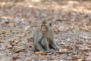 Fototapeta premium Monkey sitting on the ground