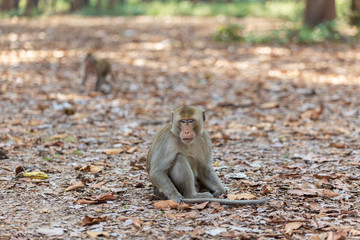 Monkey sitting on the ground