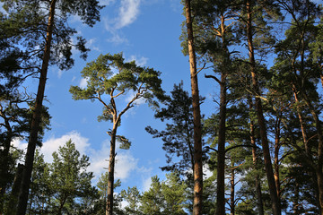 Single pine surrounded by pine forest in the lights of evening sun in Jurmala, Latvia 