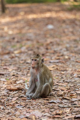 Monkey sitting on the ground