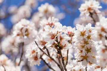 Obraz premium almond flowers blue sky spring season buds bees