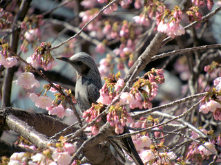 オオカンザクラとヒヨドリ