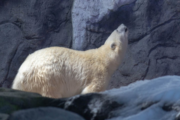 Polar Bear